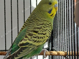 Bonded pair young cocks