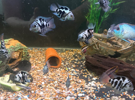 Blue polar cichlids