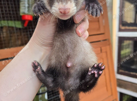 Ferret kits