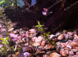 Assassin Snails