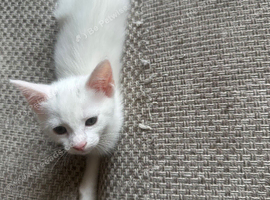 Female kittens