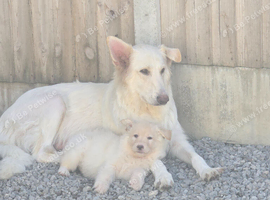 Lunas beautiful first litter