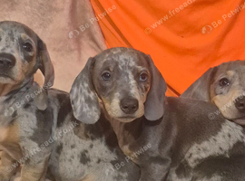 Dachund puppies