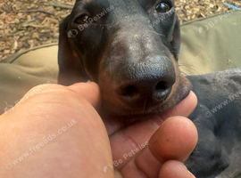 Dachsund looking for special home