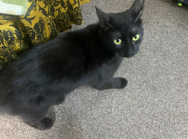 female 2 year old