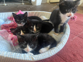 Beautiful Kittens Tuxedo Markings