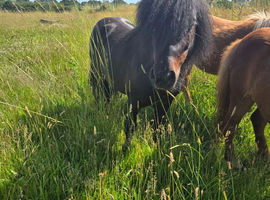 Stunning shetland gelding