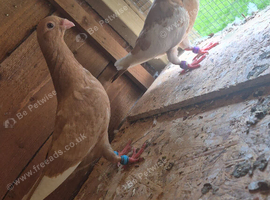 Pigeons