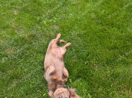 Long Haired daxie