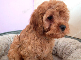 UNO F1 CAVAPOO DNA TESTED PARENTS