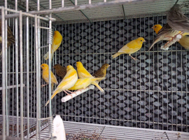 Canary for sale