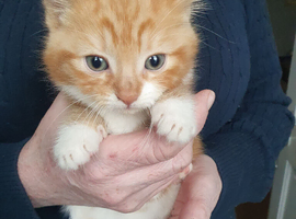 1x kitten available
