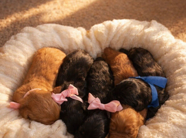 Working cocker spaniels