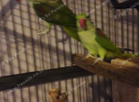 PAIR ALEXANDRINE PARROTS AND LARGE MACAW CAGE