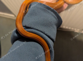 2 female corn snakes