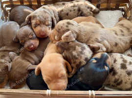 Microchip your Pet or Litter