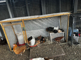 Chicks available unsexed