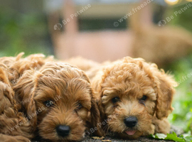 Cockerpoo puppies for sale ready now