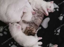 Rare Royal Bengal x Khao Manee Mix Kittens!   The Ultimate "Diamond Eye" Mini Leopards Are Here!  ️