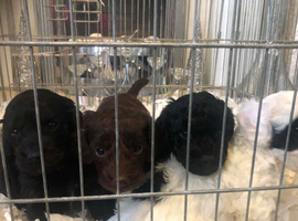 Cockapoo puppies for sale