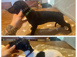 KC registered whippet puppies