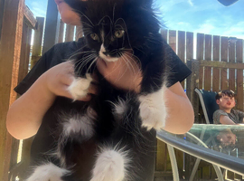 4 kittens for sale