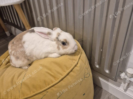 Mixed breed white and beige cute bunny