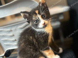 3 kittens ready for their new homes!!