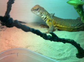 Male