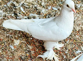 Pigeon