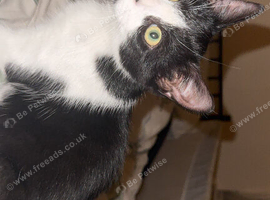Gorgeous kitten