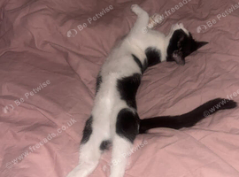 Tuxedo cat in need of a new home