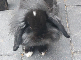 Baby lionhead bunny