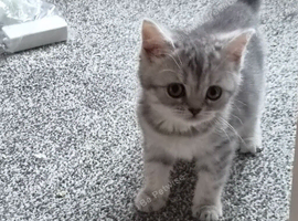 Pedigree British Shorthair kittens