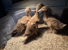 Khaki campbell ducklings