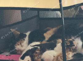 5 beautiful kittens