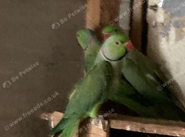 Three male Ringneck