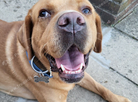 Golden Labrador for Adoption