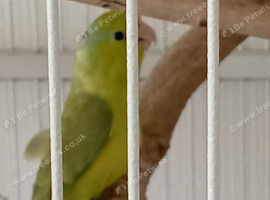 Breeding Pair Pacific parrolets and aviary