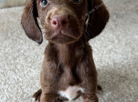 Crossbreed pups for rehoming Spaniel x patterdale x JRT