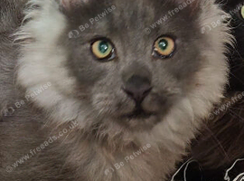 Blue Smoke Maine Coon Boy.