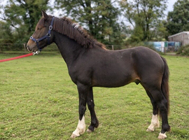 2 year old cob x Appaloosa gelding