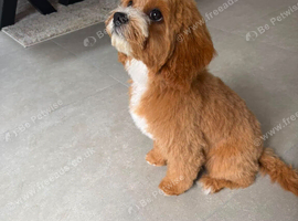 Gorgeous cavapoo female