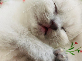 Ragdoll kittens for sale