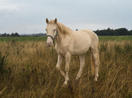 Stunning Perlino Irish sports horse colt