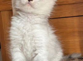 Stunning tica registered Maine coons