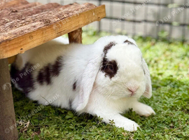 Male Mini Lop &bull; Broken Choc VM