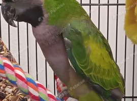 Derbyan parrot