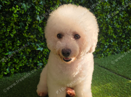 Bichon frise