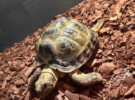 Tortoise (Horsefield)